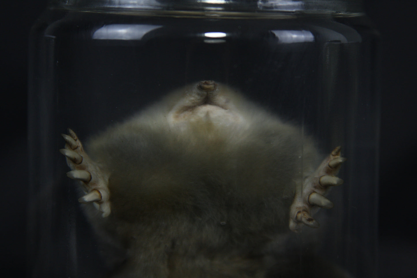 Mole Wet Specimen
