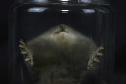 Mole Wet Specimen