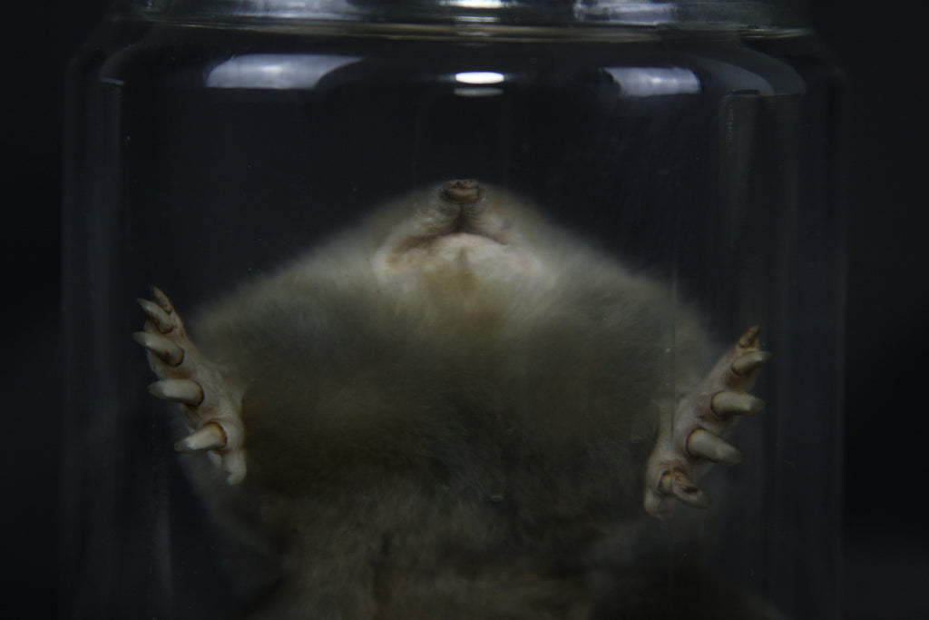 Mole Wet Specimen