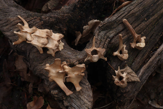 German Shepherd Dog Vertebrae