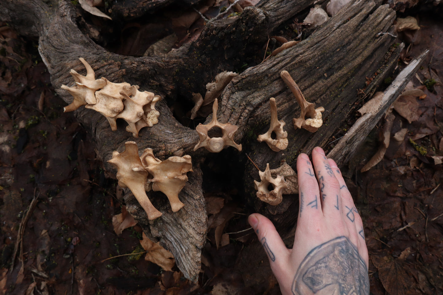 German Shepherd Dog Vertebrae