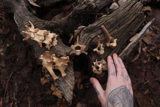 German Shepherd Dog Vertebrae
