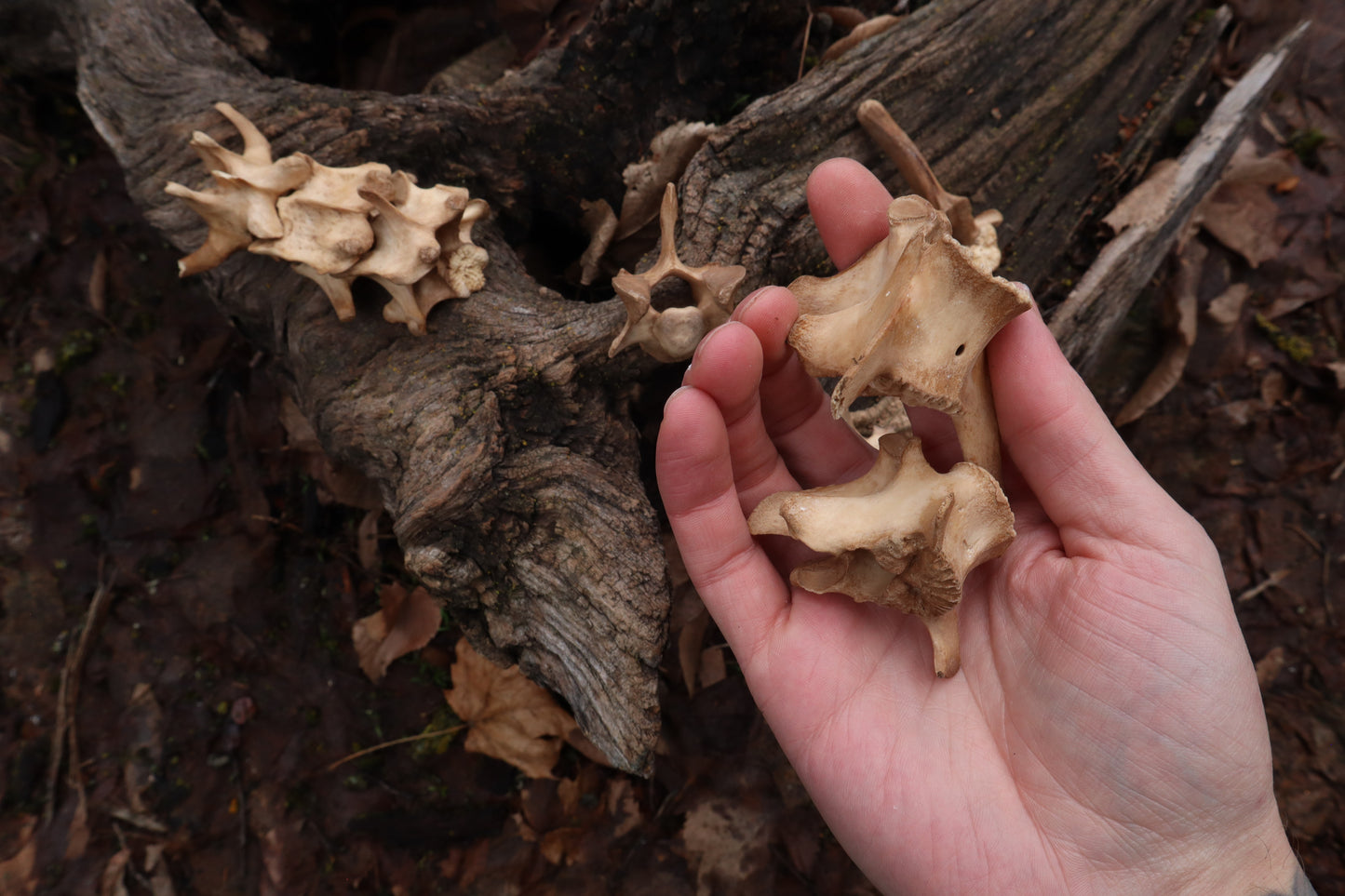 German Shepherd Dog Vertebrae