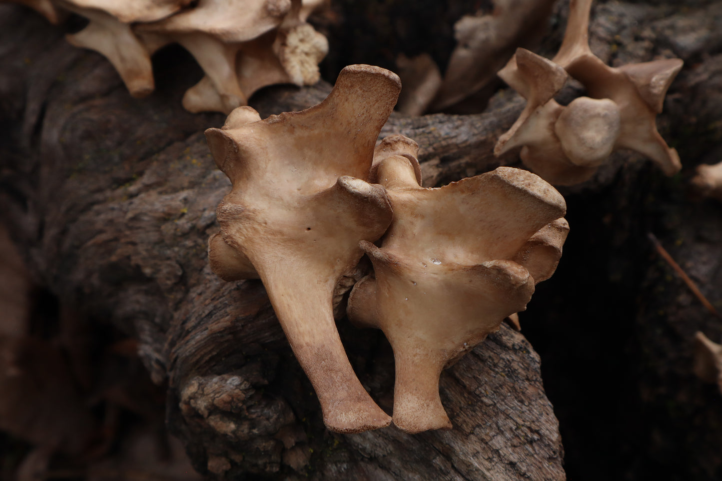 German Shepherd Dog Vertebrae