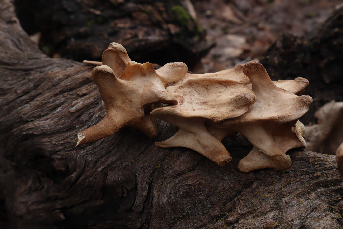 German Shepherd Dog Vertebrae