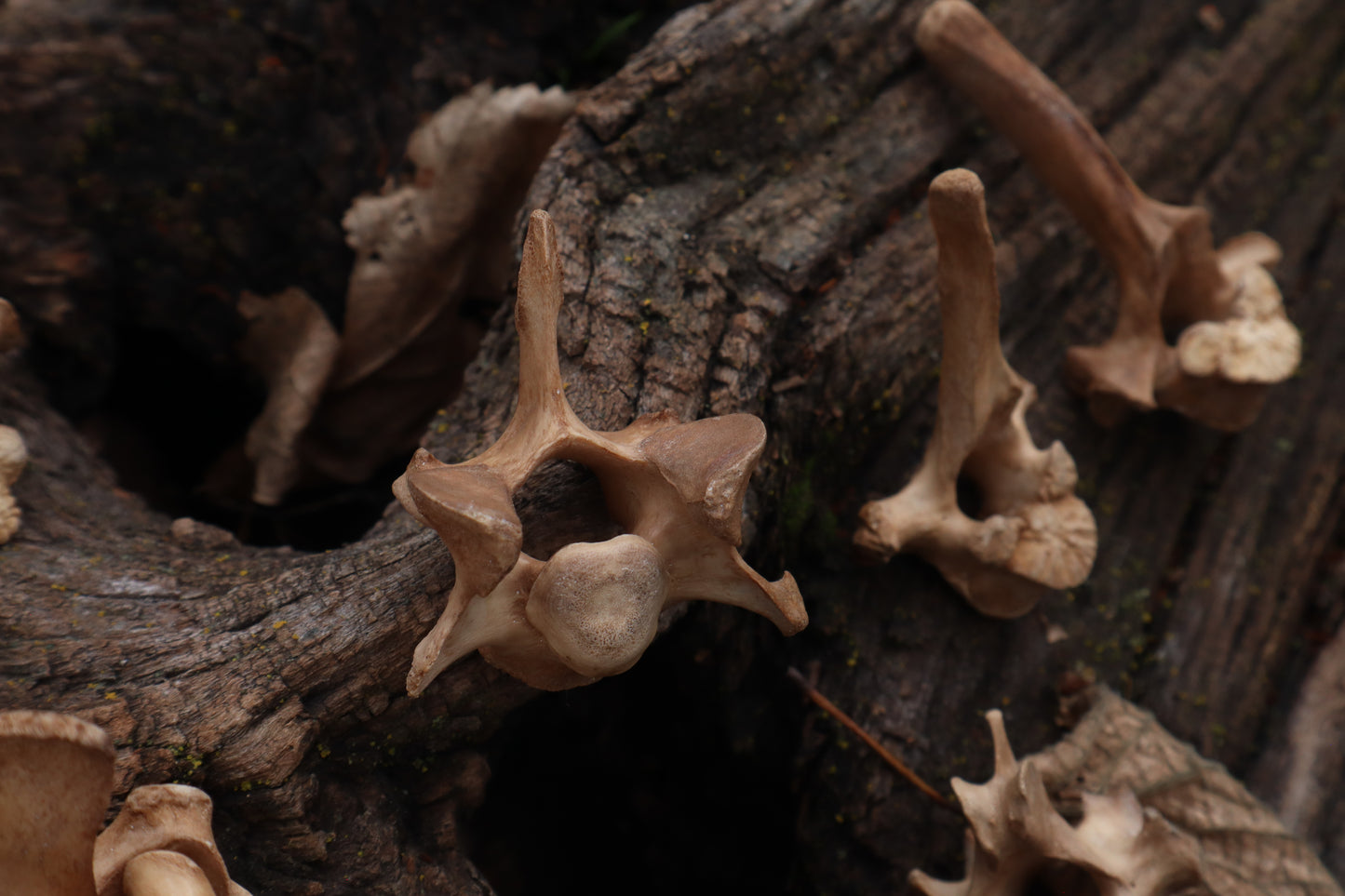 German Shepherd Dog Vertebrae