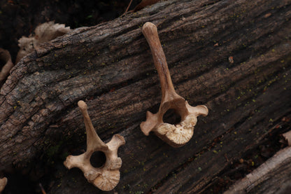 German Shepherd Dog Vertebrae