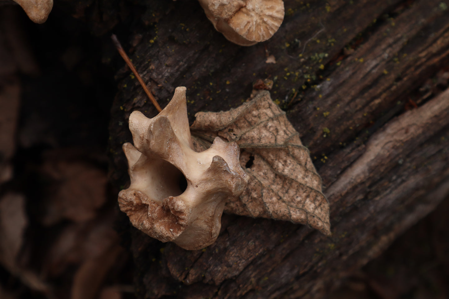 German Shepherd Dog Vertebrae