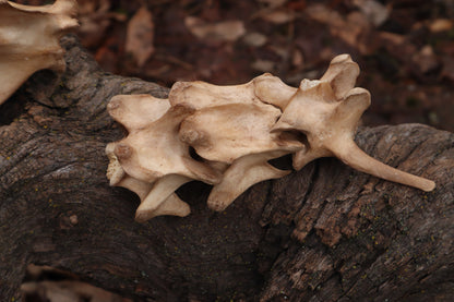 German Shepherd Dog Vertebrae