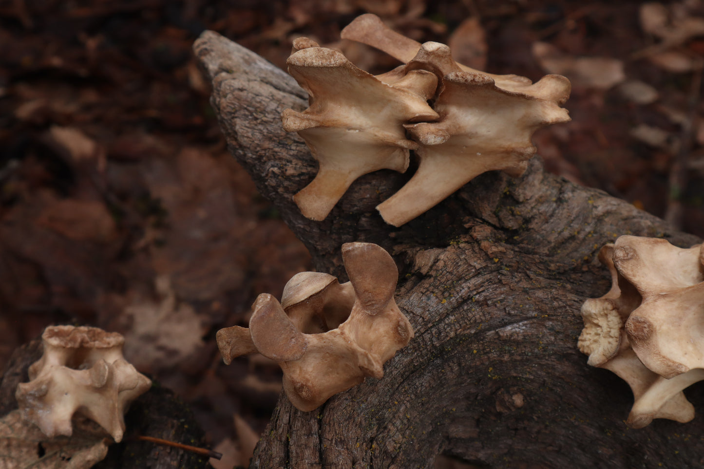 German Shepherd Dog Vertebrae