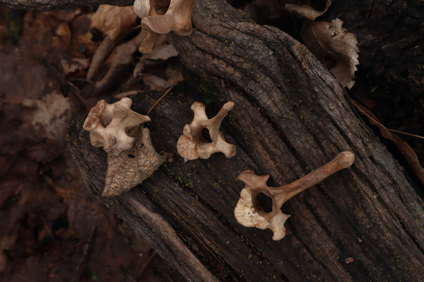 German Shepherd Dog Vertebrae