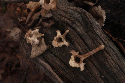 German Shepherd Dog Vertebrae