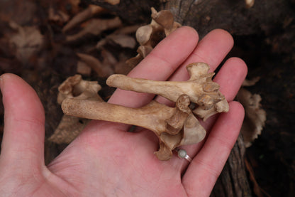 German Shepherd Dog Vertebrae