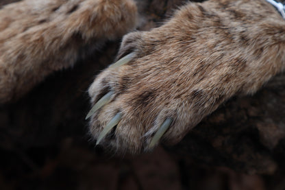 Reserved for Amber Michelle - Bobcat Paw Bottle Opener