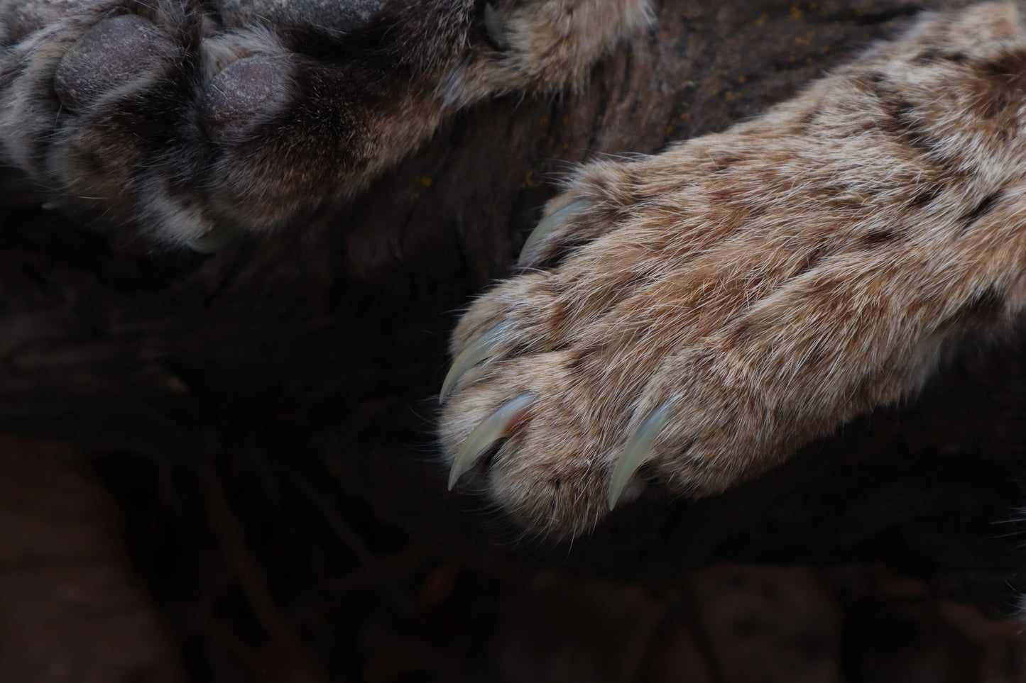 Reserved for Amber Michelle - Bobcat Paw Bottle Opener