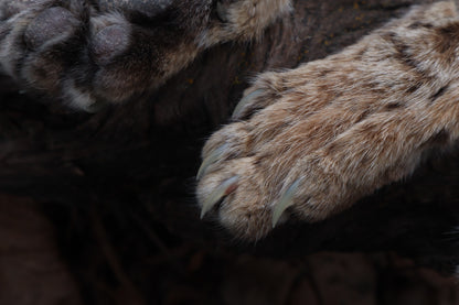 Reserved for Amber Michelle - Bobcat Paw Bottle Opener