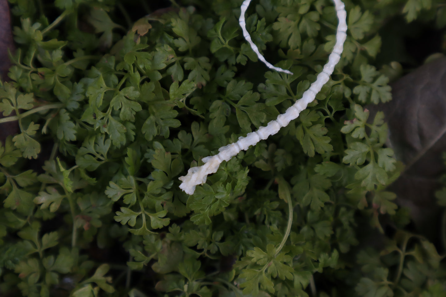 Mouse Tail Articulation