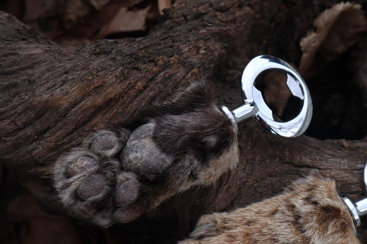 Reserved for Amber Michelle - Bobcat Paw Bottle Opener