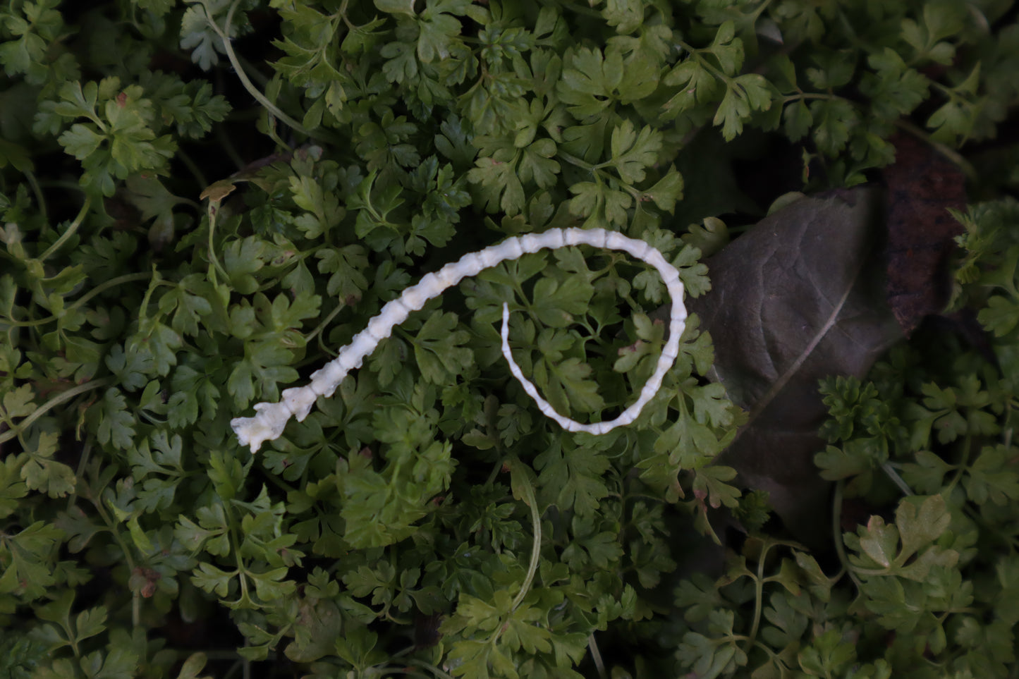 Mouse Tail Articulation