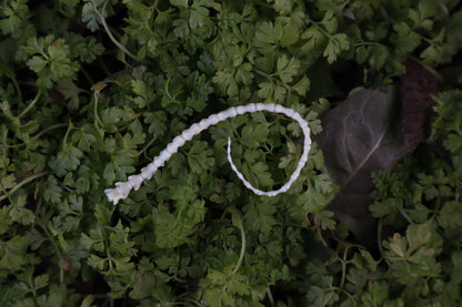 Mouse Tail Articulation