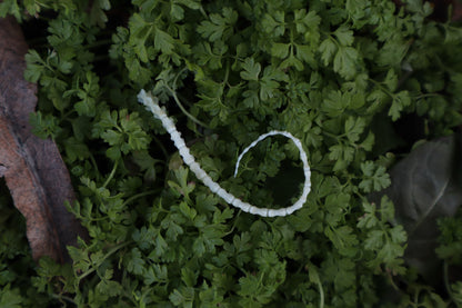 Mouse Tail Articulation