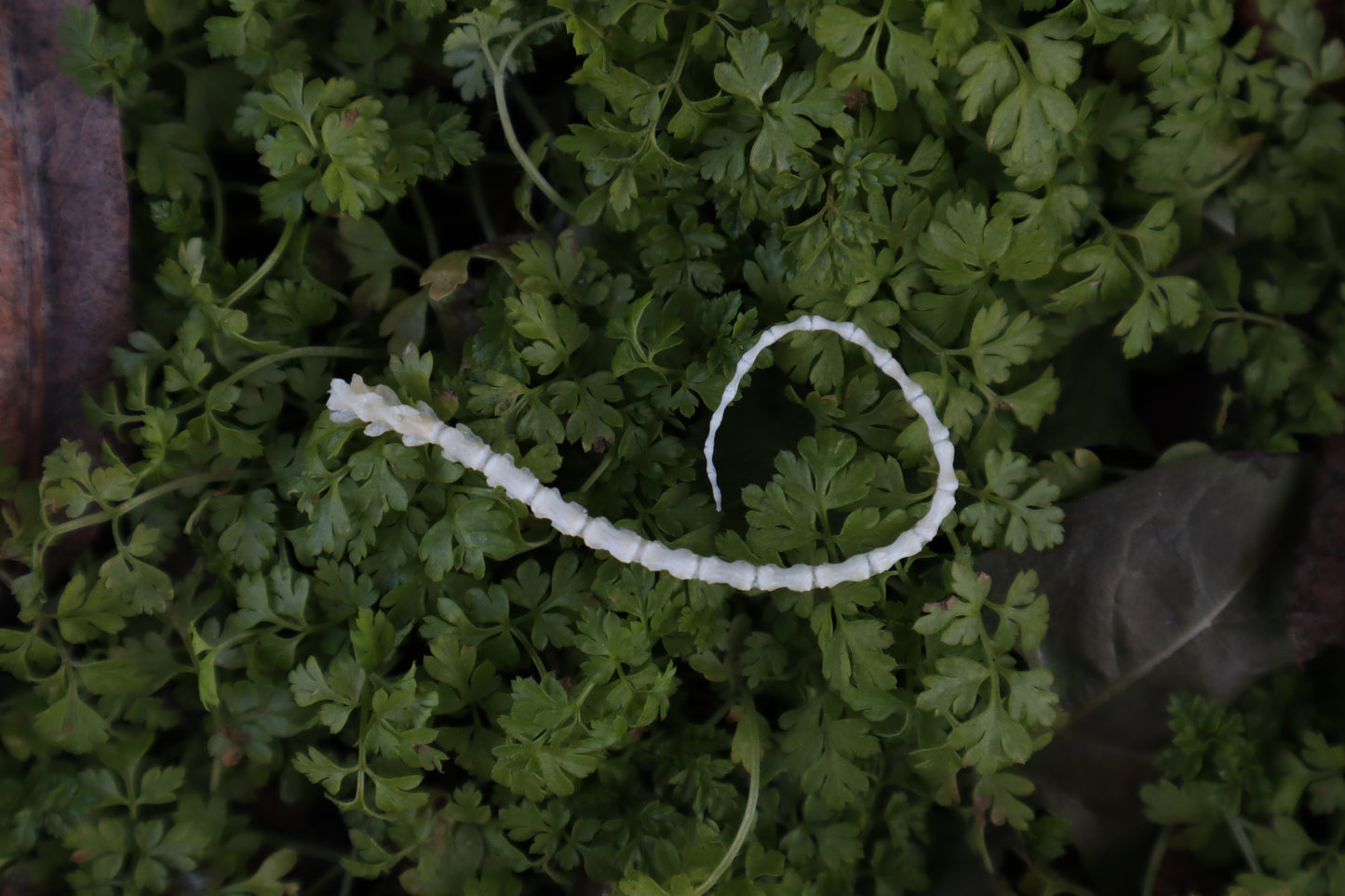 Mouse Tail Articulation