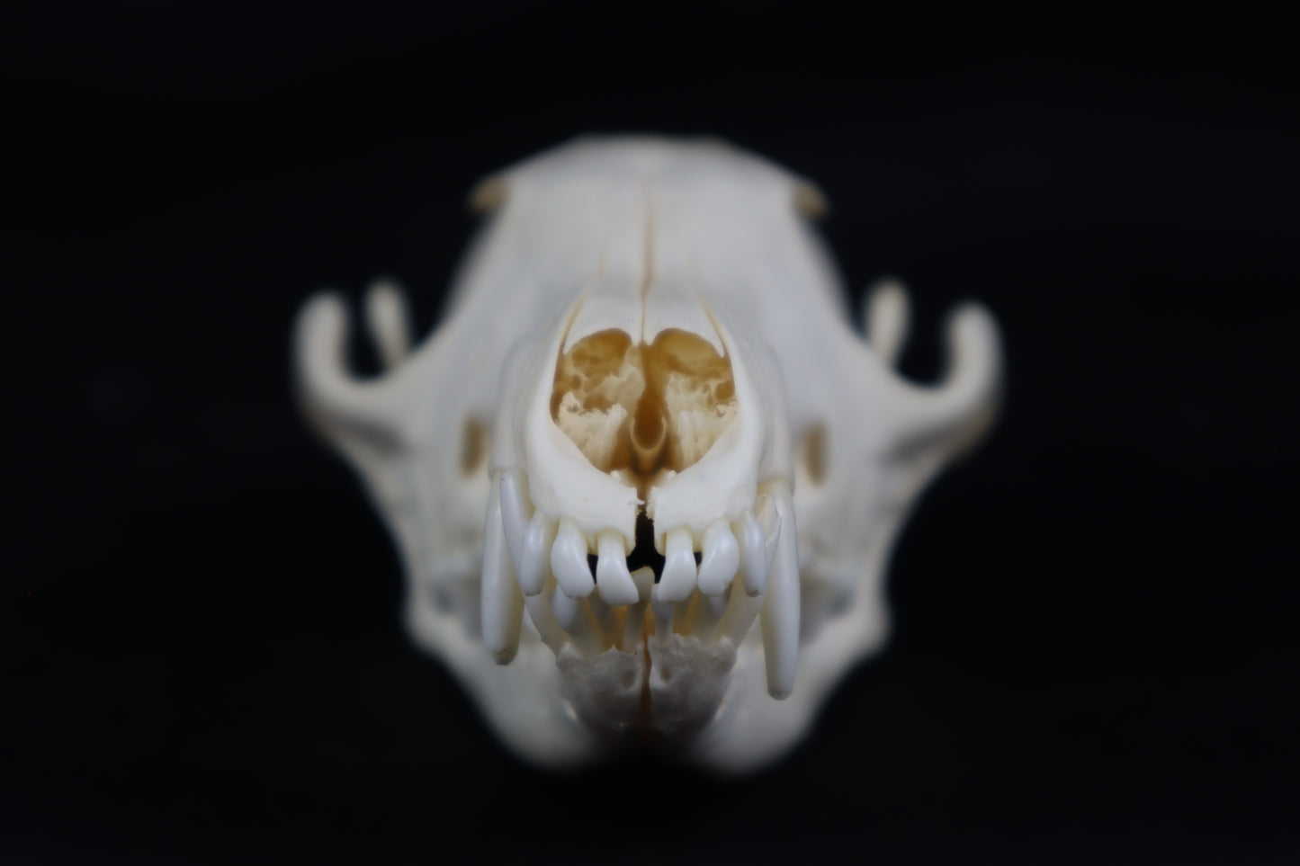 Pathological Red Fox Skull