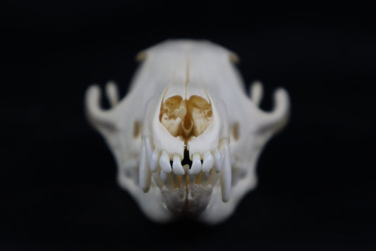 Pathological Red Fox Skull