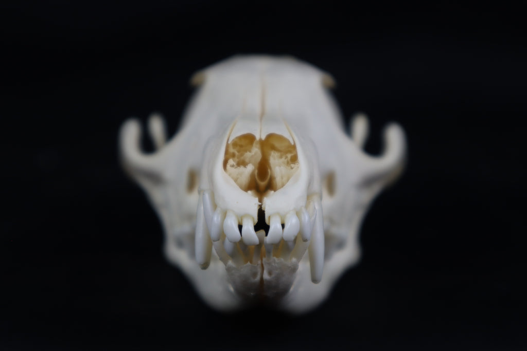 Pathological Red Fox Skull
