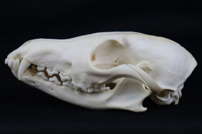Pathological Red Fox Skull