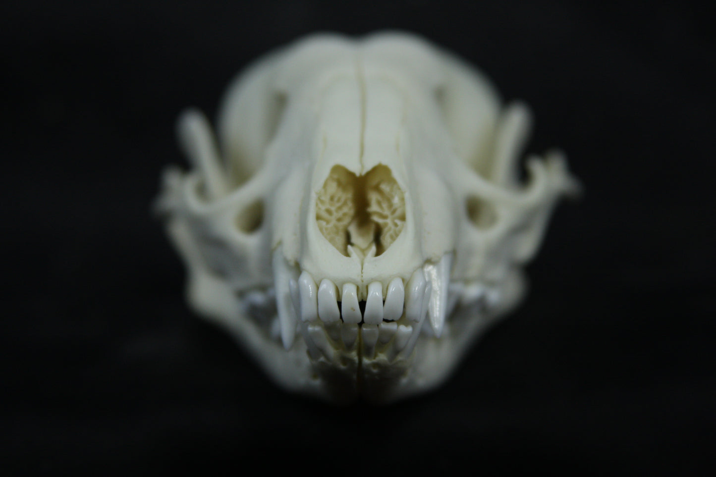 Juvenile Raccoon Skull