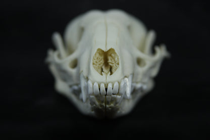 Juvenile Raccoon Skull