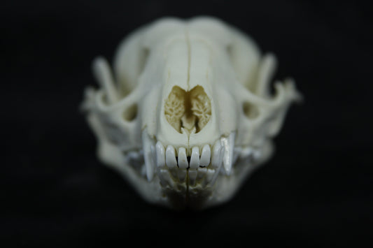 Juvenile Raccoon Skull