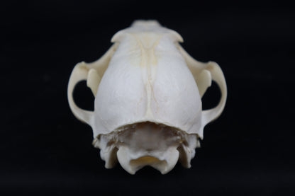Pathological Red Fox Skull