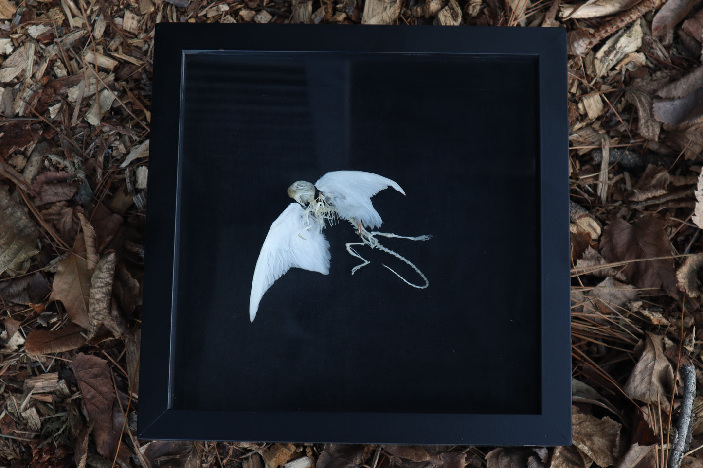 Articulated Baby Gryphon Skeleton