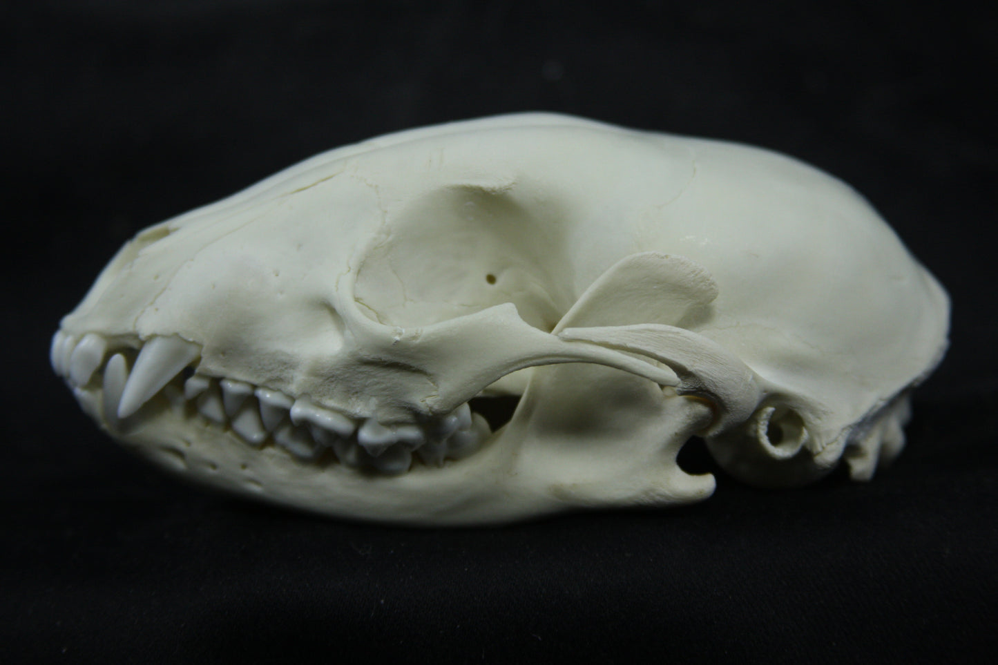Juvenile Raccoon Skull
