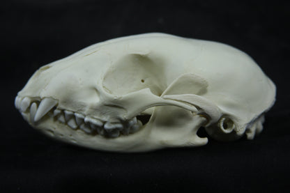 Juvenile Raccoon Skull