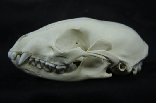 Juvenile Raccoon Skull
