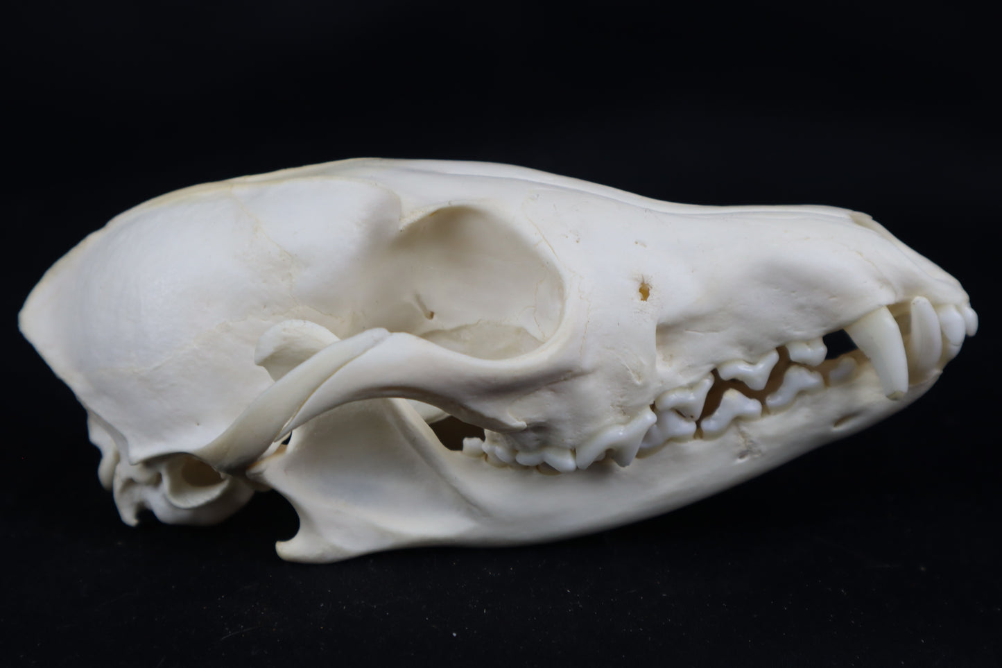 Pathological Red Fox Skull