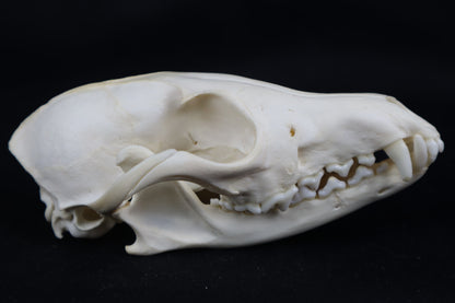 Pathological Red Fox Skull