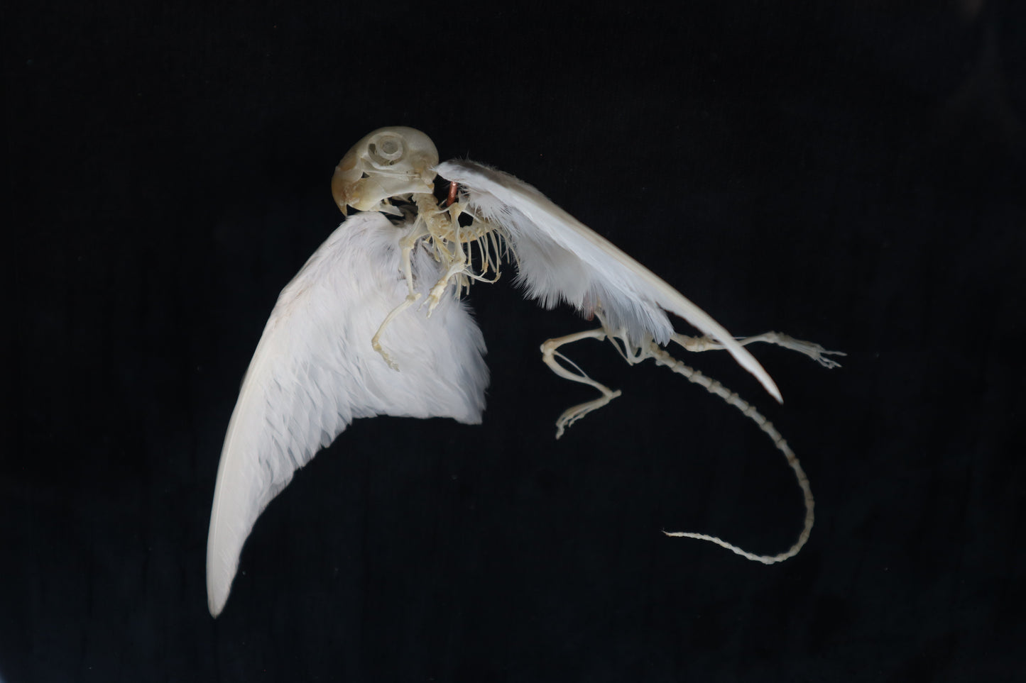 Articulated Baby Gryphon Skeleton
