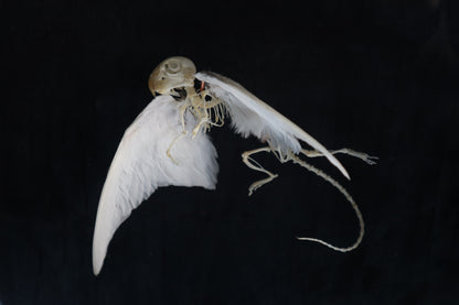 Articulated Baby Gryphon Skeleton