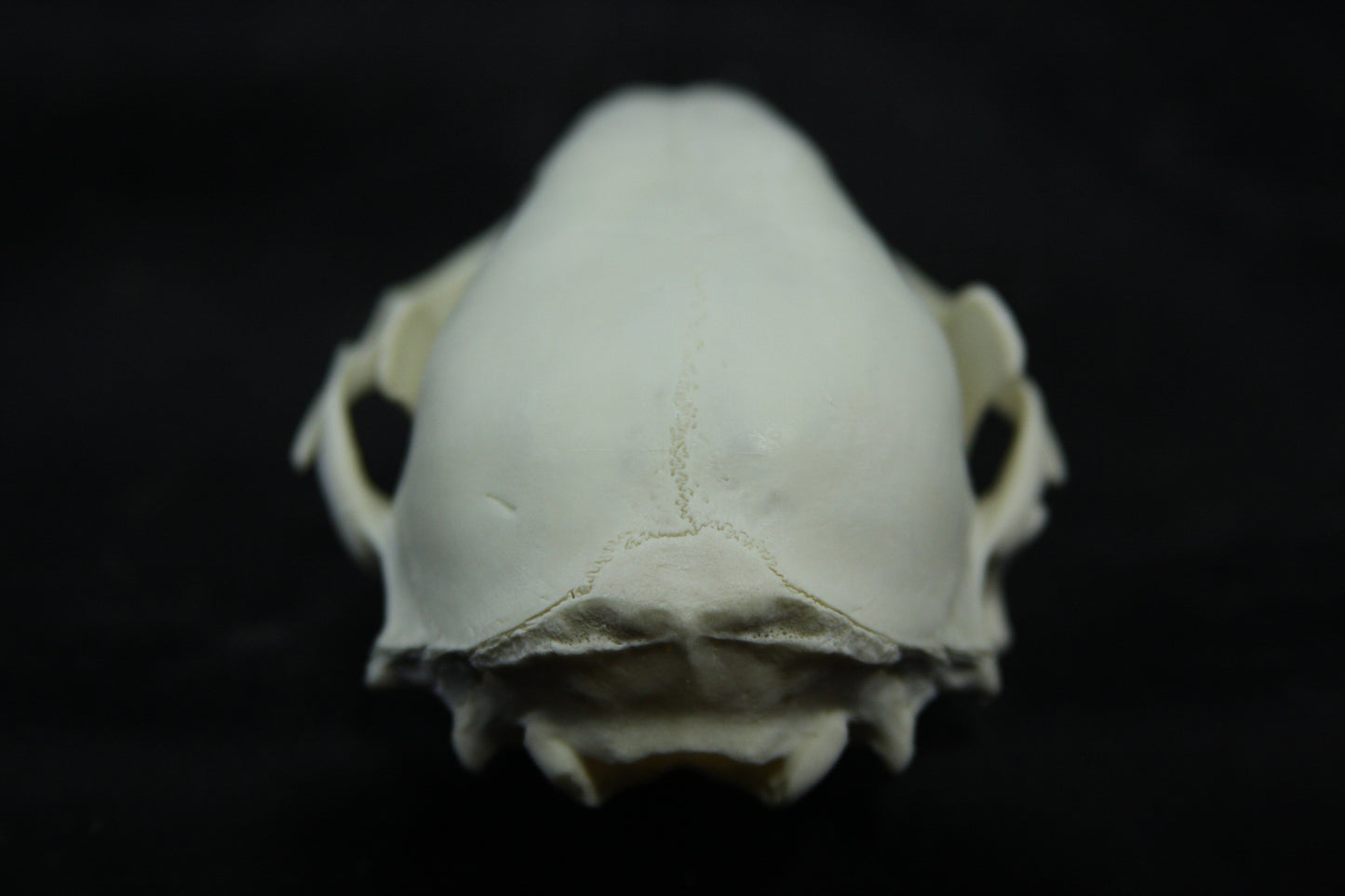 Juvenile Raccoon Skull