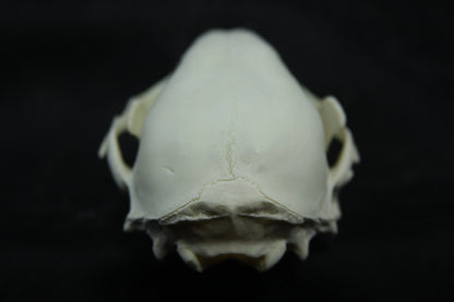 Juvenile Raccoon Skull