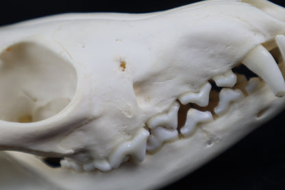 Pathological Red Fox Skull