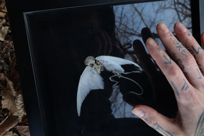 Articulated Baby Gryphon Skeleton