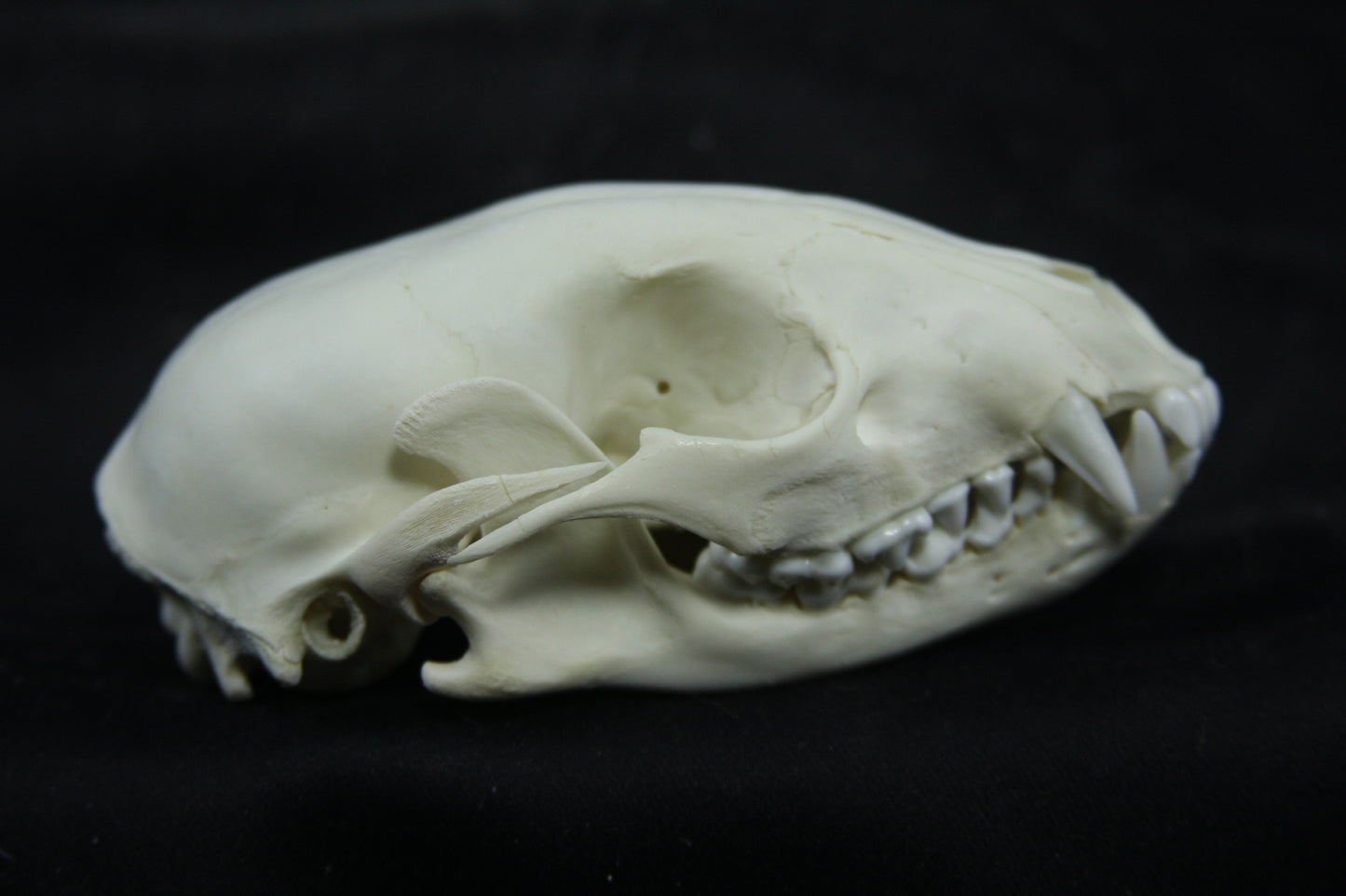 Juvenile Raccoon Skull