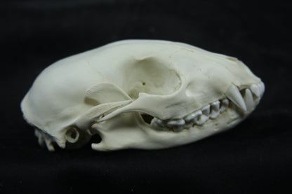 Juvenile Raccoon Skull