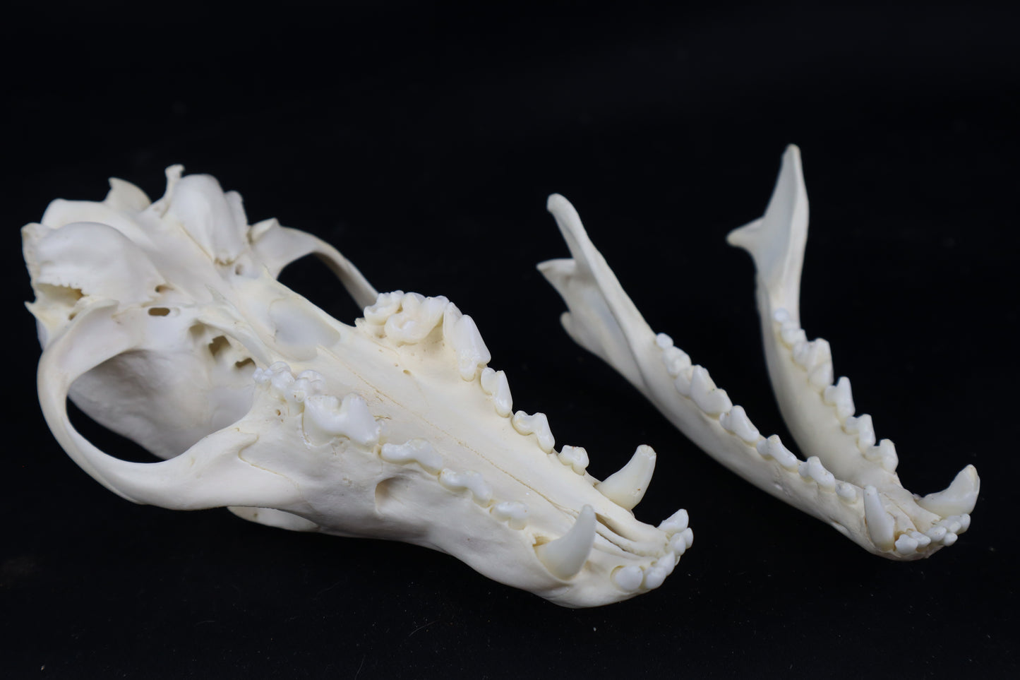 Pathological Red Fox Skull