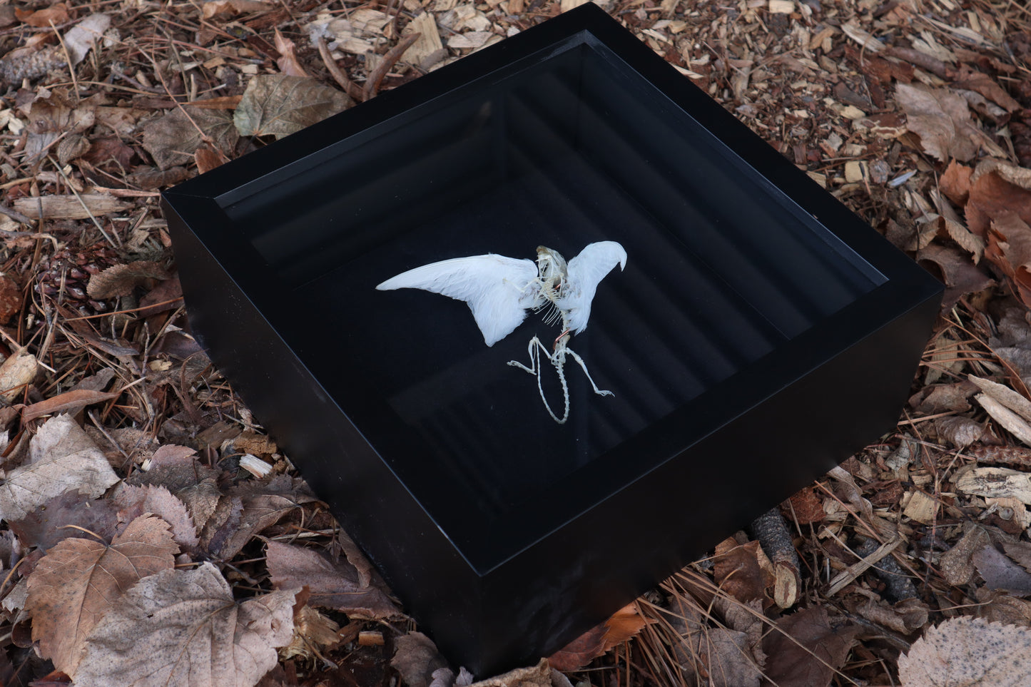 Articulated Baby Gryphon Skeleton